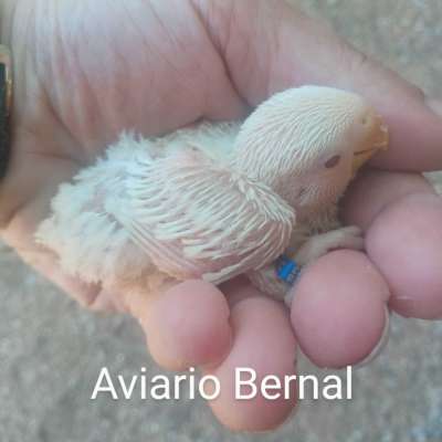Agapornis Albinos papilleros Profile Picture